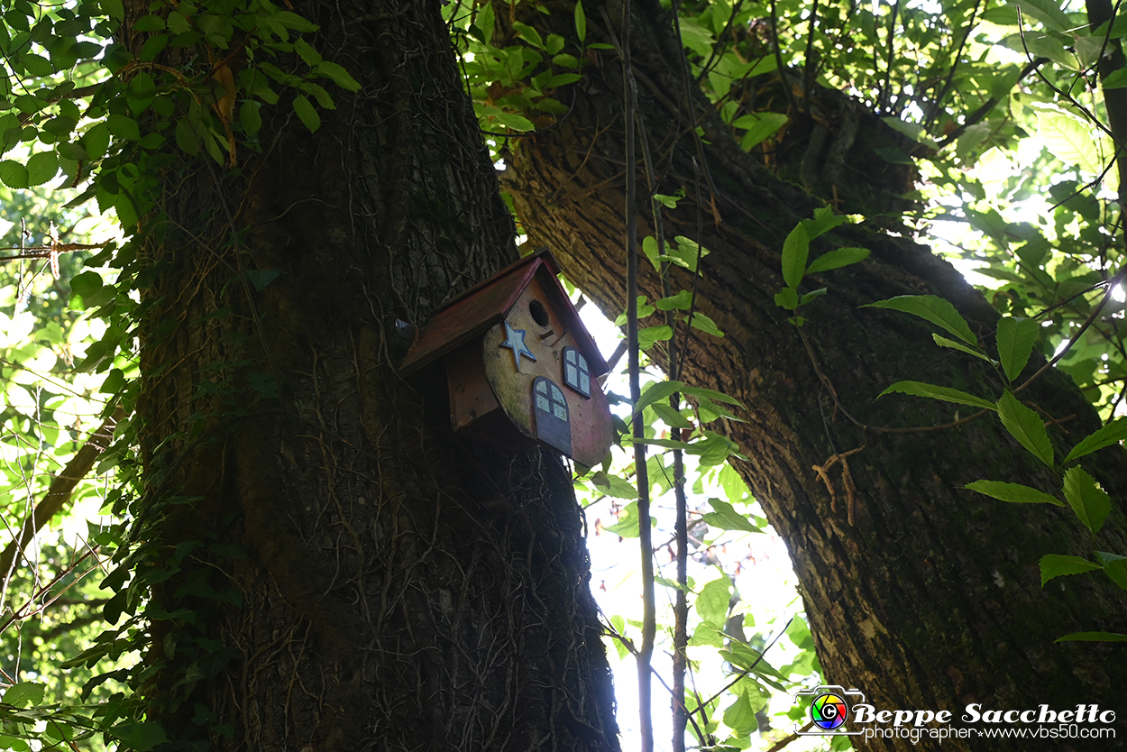VBS_4776 - Il bosco fatato - Montaldo Roero.jpg